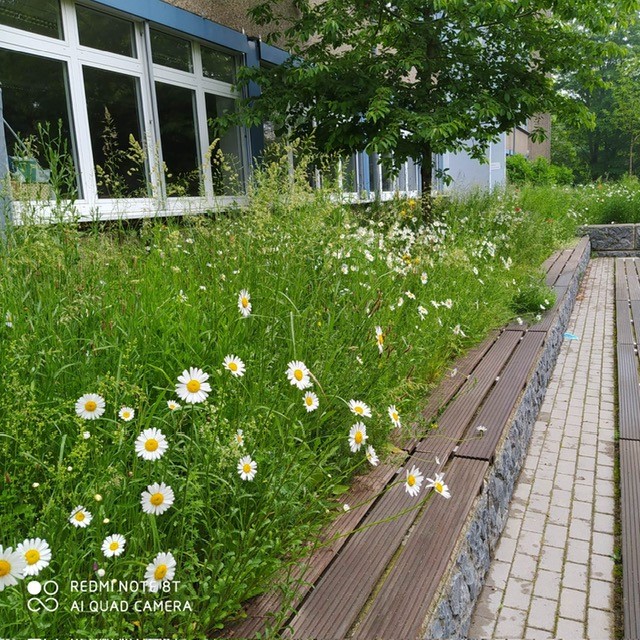 Das Foto zeigt die Wildblumenwiese auf dem Südhof des Gymnasium am Neandertal.